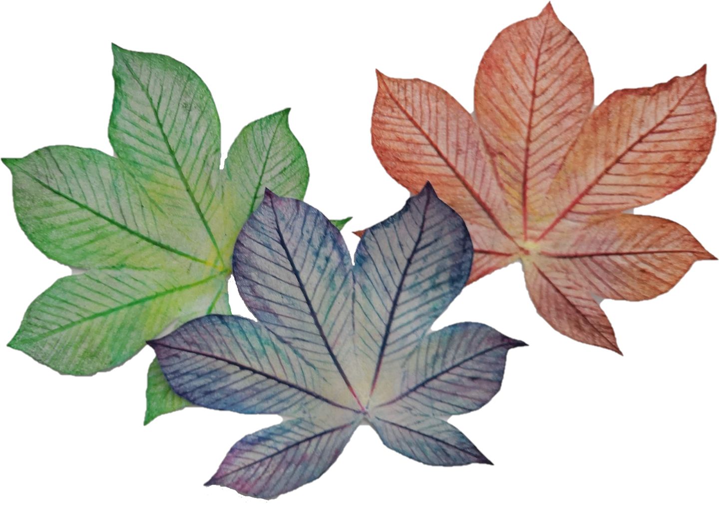 Frotáž velkých listů