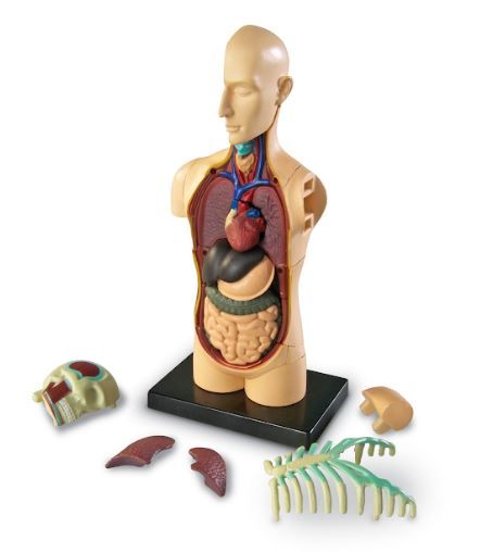 Anatomické modely