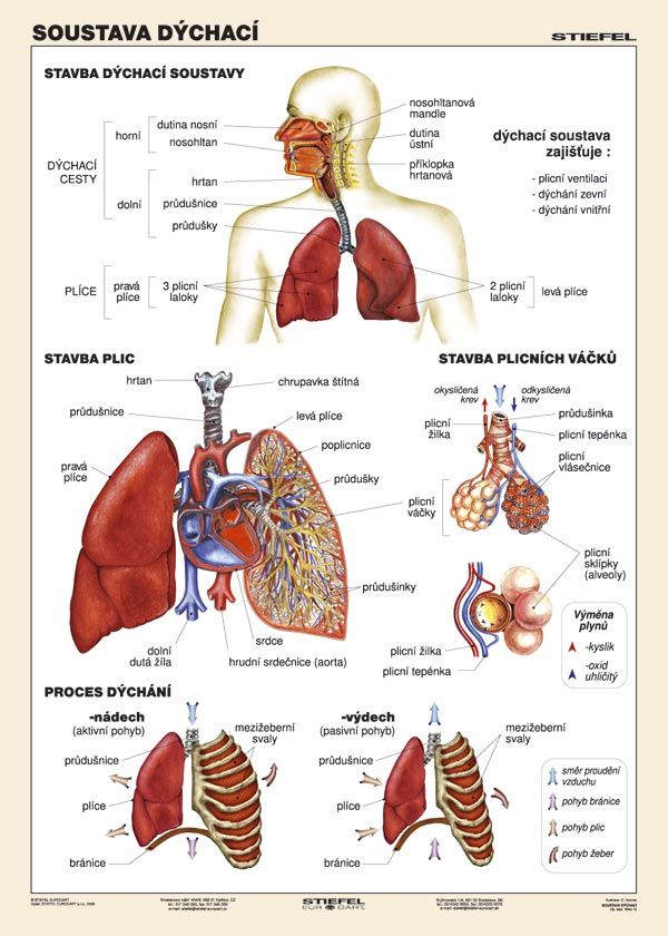 Anatomické tabule