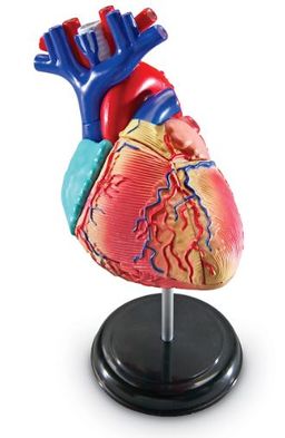 Obrázek produktu: Anatomický model srdce