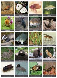 Člověk a jeho svět pro 3. ročník ZŠ - vystřihovací příloha