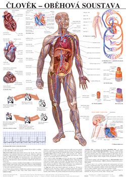 Člověk - oběhová soustava