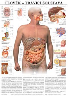 Člověk - trávicí soustava