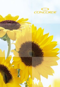 Obrázek produktu: CONCORDE Záznamní kniha A4 200 listů linkovaná