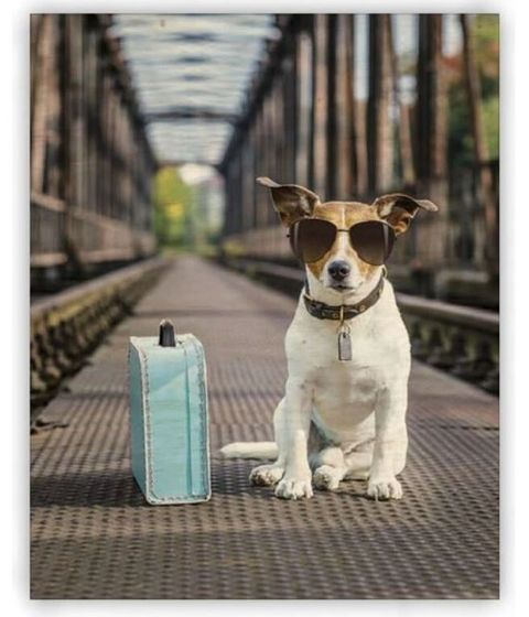 Obrázek produktu: Dřevěný obraz 24 × 30 cm - Dog