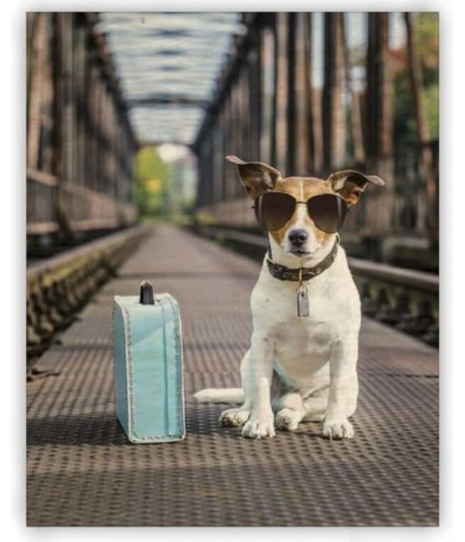 Dřevěný obraz - Dog