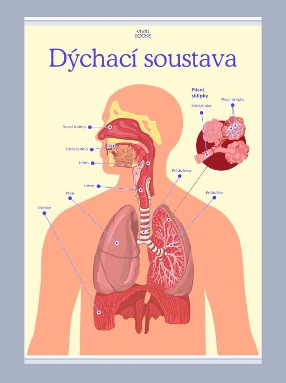 Levně Dýchací soustava 420 × 594 mm - výukový plakát