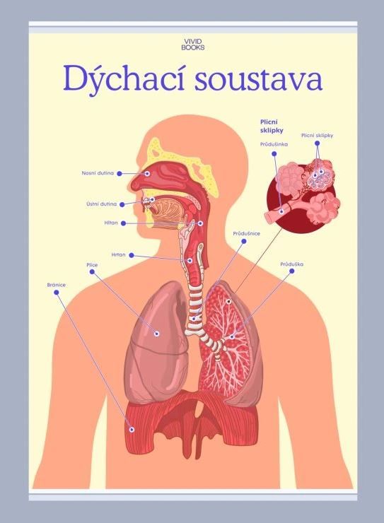Levně Dýchací soustava 594 × 841 mm - výukový plakát