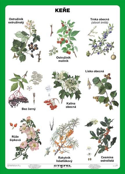 Keře - tabulka A5