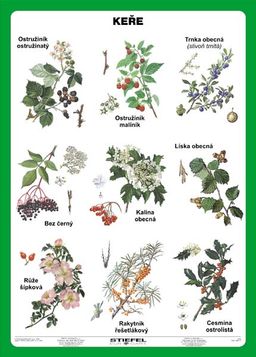 Obrázek produktu: Keře - tabulka A5
