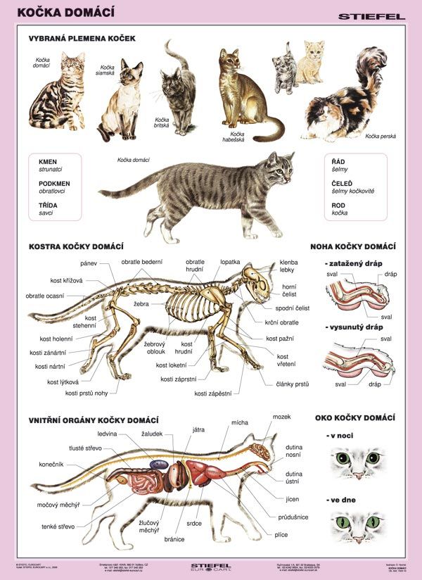 Kočka domácí - tabulka A4