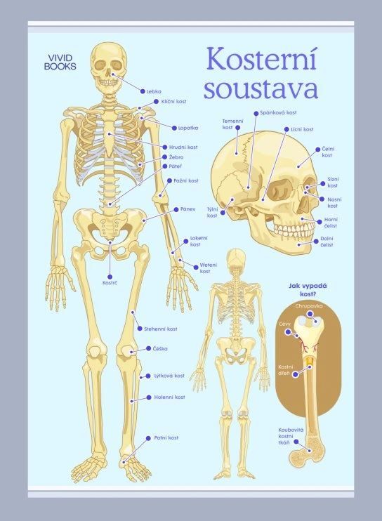 Kosterní soustava 1000 × 1400 mm - výukový plakát