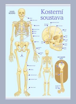 Obrázek produktu: Kosterní soustava 1000 × 1400 mm - výukový plakát