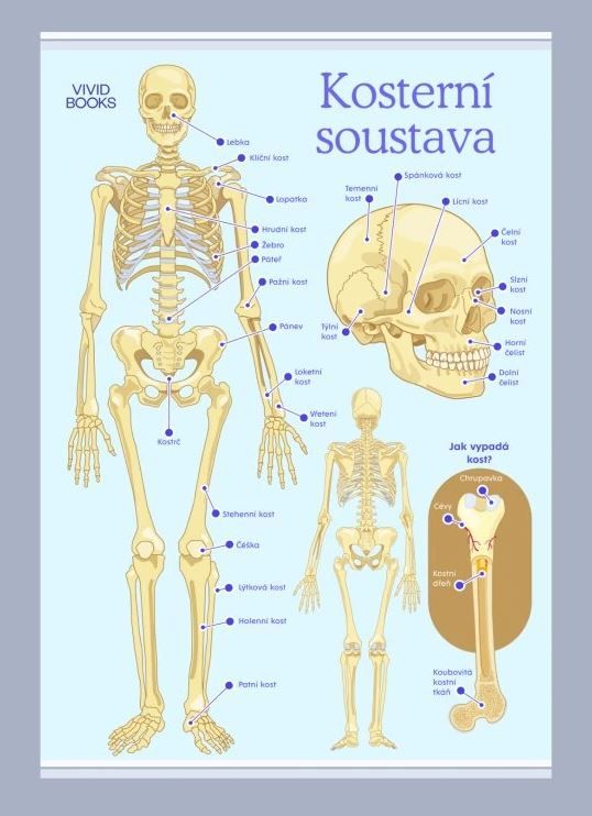 Kosterní soustava 420 × 594 mm - výukový plakát