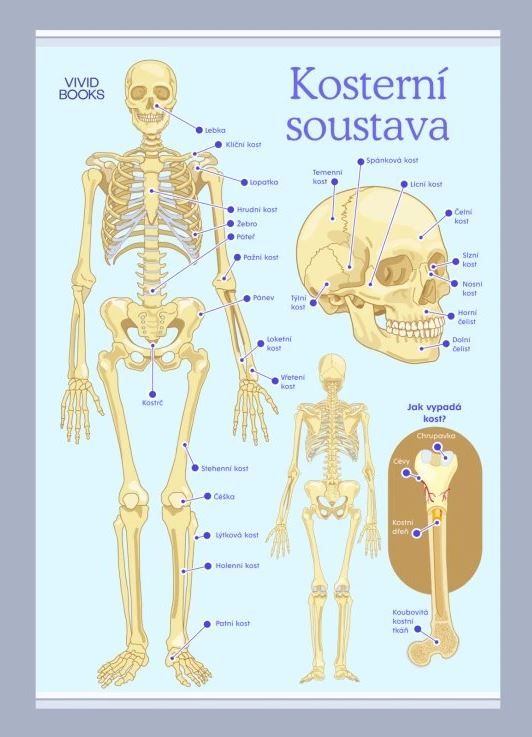 Levně Kosterní soustava 594 × 841 mm - výukový plakát