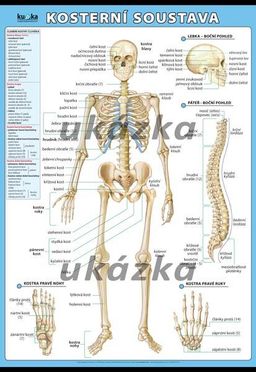 Obrázek produktu: Kosterní soustava XL (100x70 cm)