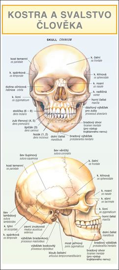 Obrázek produktu: Kostra a svalstvo člověka - leporelo