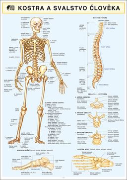 Obrázek produktu: Kostra a svalstvo člověka
