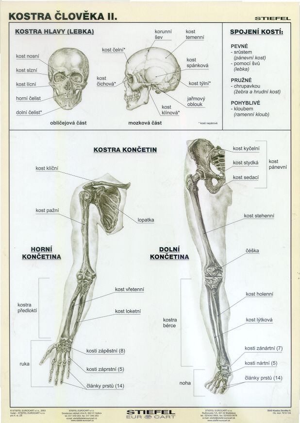 Kostra člověka II - tabulka A4