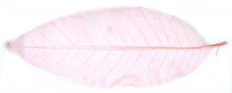 Obrázek produktu: Listy růžové 20 cm, 10 ks