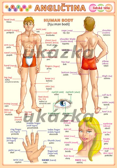 Obrázková angličtina - lidské tělo /tabulka A5/