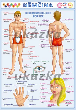 Obrázek produktu: Obrázková němčina - Lidské tělo /tabulka A5/