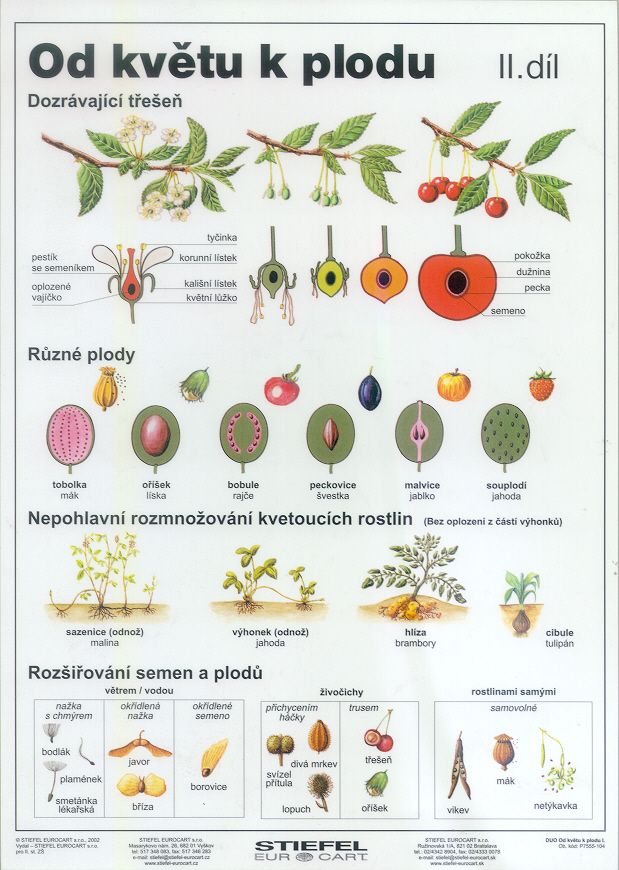 Od květu k plodu II - tabulka A4