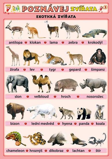 Levně Poznávej zvířata - Exotická zvířata