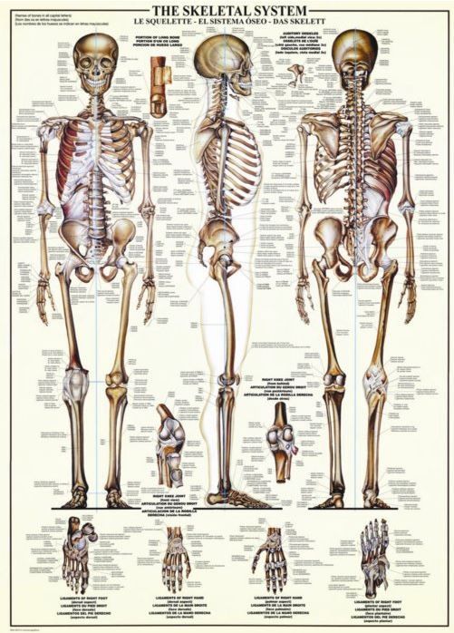 Puzzle Kosterní soustava 1000 dílků