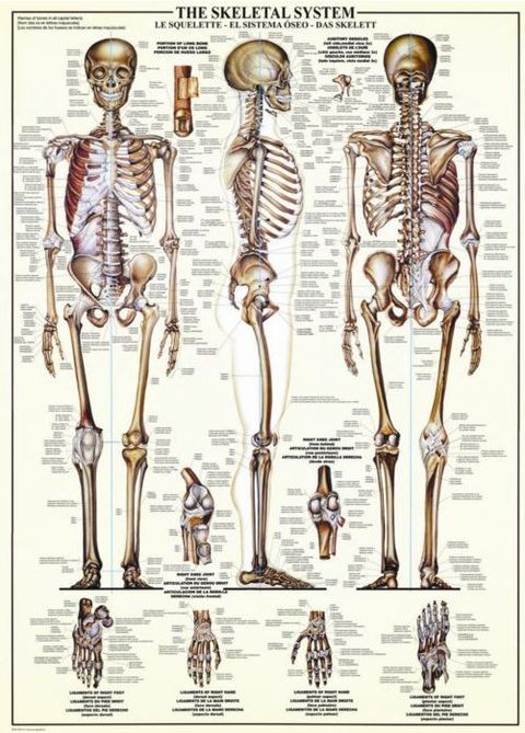 Obrázek produktu: Puzzle Kosterní soustava 1000 dílků