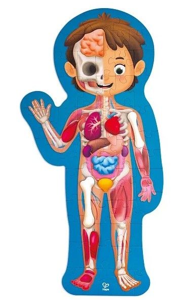 Puzzle - lidské tělo