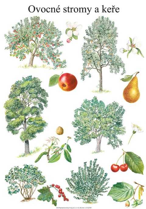 Obrázek produktu: Soubor nástěnných obrazů – ROZMANITOST ŽIVÉ PŘÍRODY 3.–5. ročník