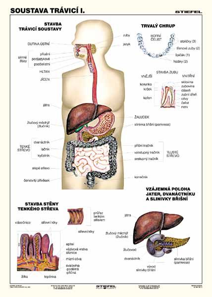 Soustava trávicí I.-A4 lamino