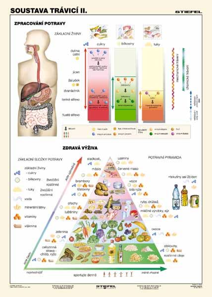 Soustava trávicí II.- tabulka A4