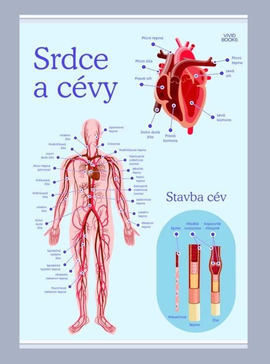 Srdce a cévy 1000 × 1400 mm - výukový plakát