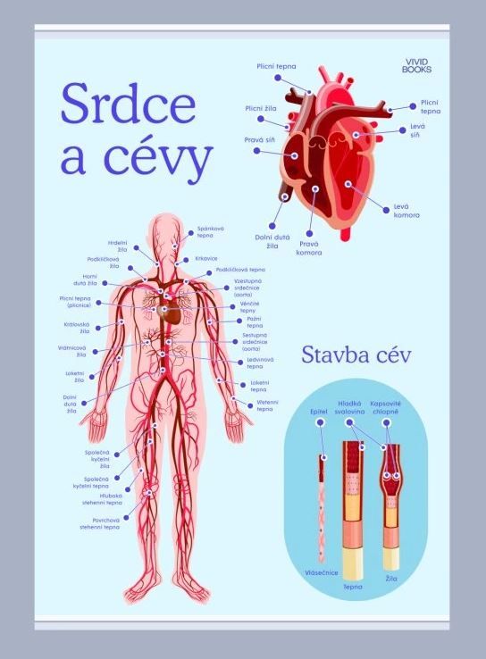 Srdce a cévy 420 × 594 mm - výukový plakát