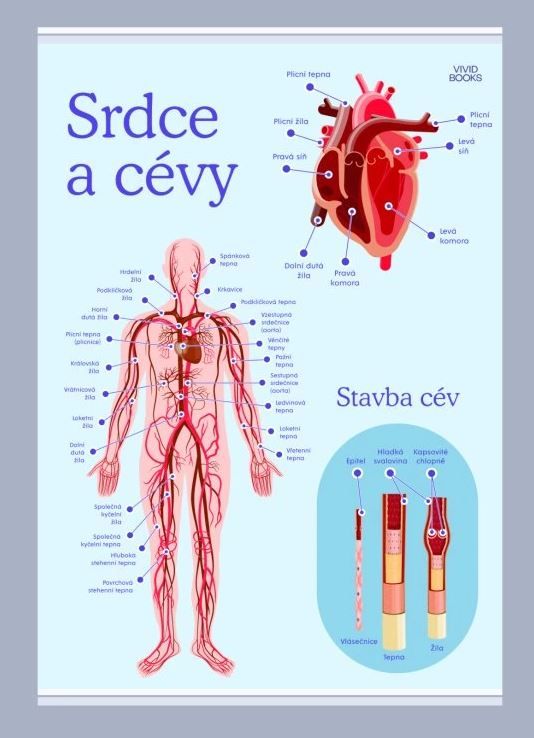 Srdce a cévy 594 × 841 mm - výukový plakát