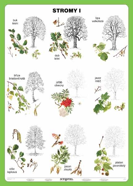 Stromy I - tabulka A5