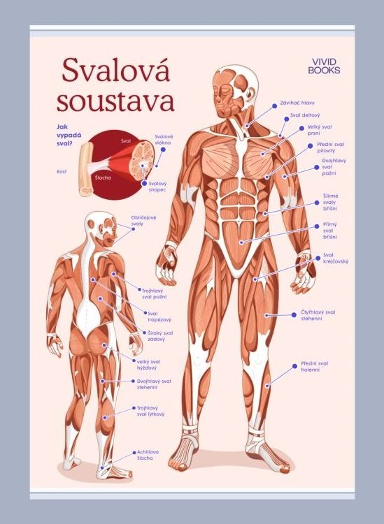 Svalová soustava 1000 × 1400 mm - výukový plakát