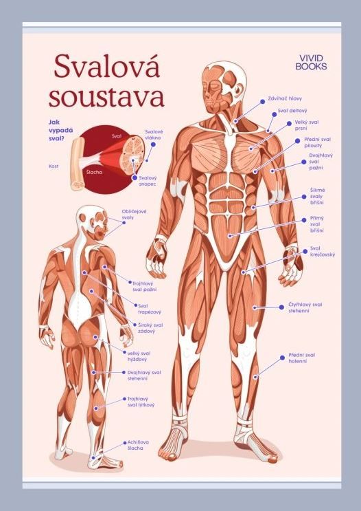 Svalová soustava 420 × 594 mm - výukový plakát