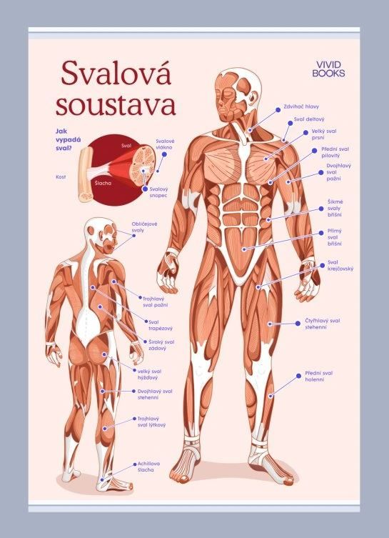 Svalová soustava 594 × 841 mm - výukový plakát