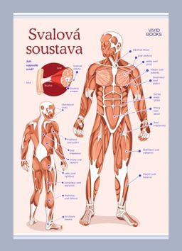 Obrázek produktu: Svalová soustava 594 × 841 mm - výukový plakát