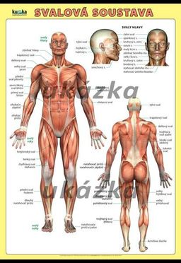 Obrázek produktu: Svalová soustava XL (100x70 cm)