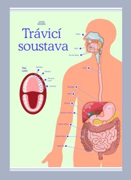 Obrázek produktu: Trávicí soustava 1000 × 1400 mm - výukový plakát
