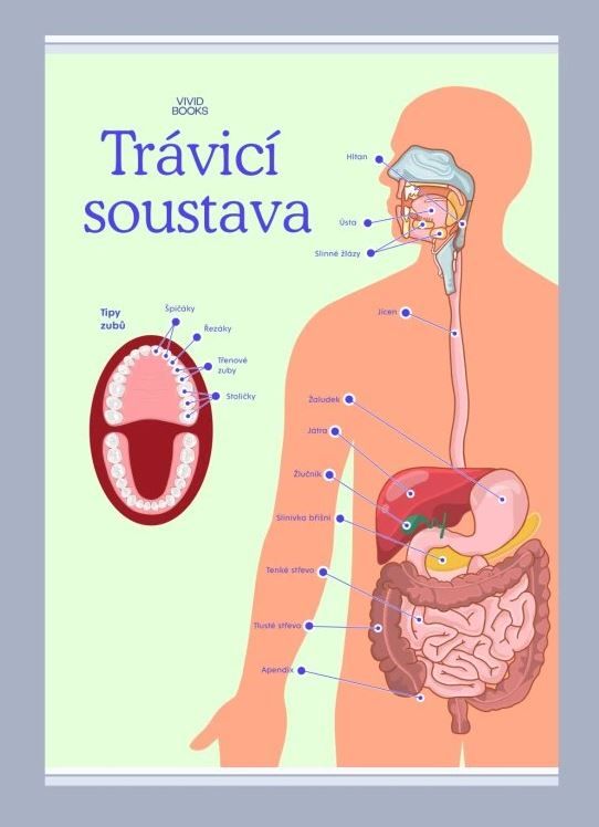 Trávicí soustava 1000 × 1400 mm - výukový plakát