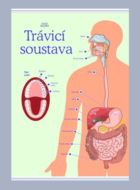 Trávicí soustava 420 × 594 mm - výukový plakát