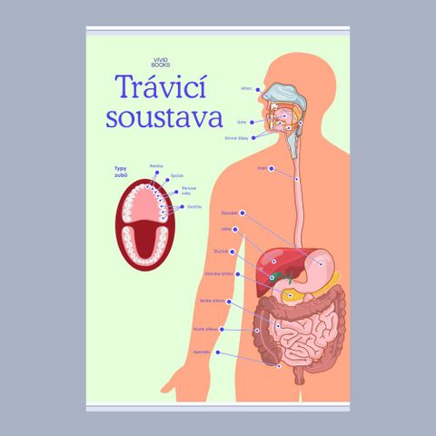 Obrázek produktu: Trávicí soustava 420 × 594 mm - výukový plakát
