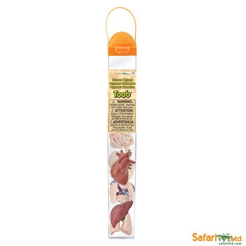 Obrázek produktu: Tuba - Lidské orgány - Safari Ltd.